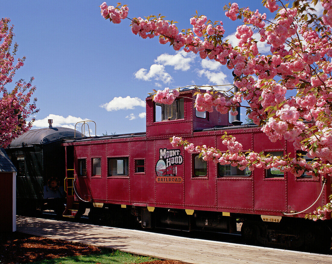 Mt. Hood scenic railroad and blooming cherry trees (Prunus sp. ) in Parkdale station, Upper Hood River Valley. Hood River county. Oregon. USA