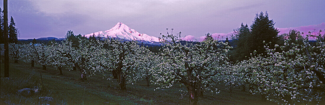 Pear orchard and sunrise on Mount Hood. Upper Hood River Valley. Hood River County. Oregon. USA.