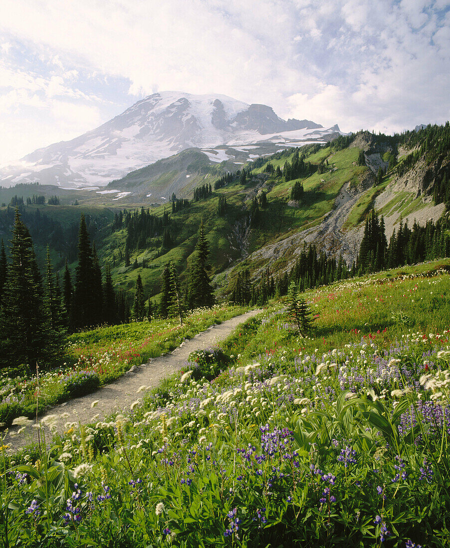 Trail through wildflowers on Mazama Ridge and Mount Rainier in background. Mount Rainier National Park. Pierce County, Washington. USA