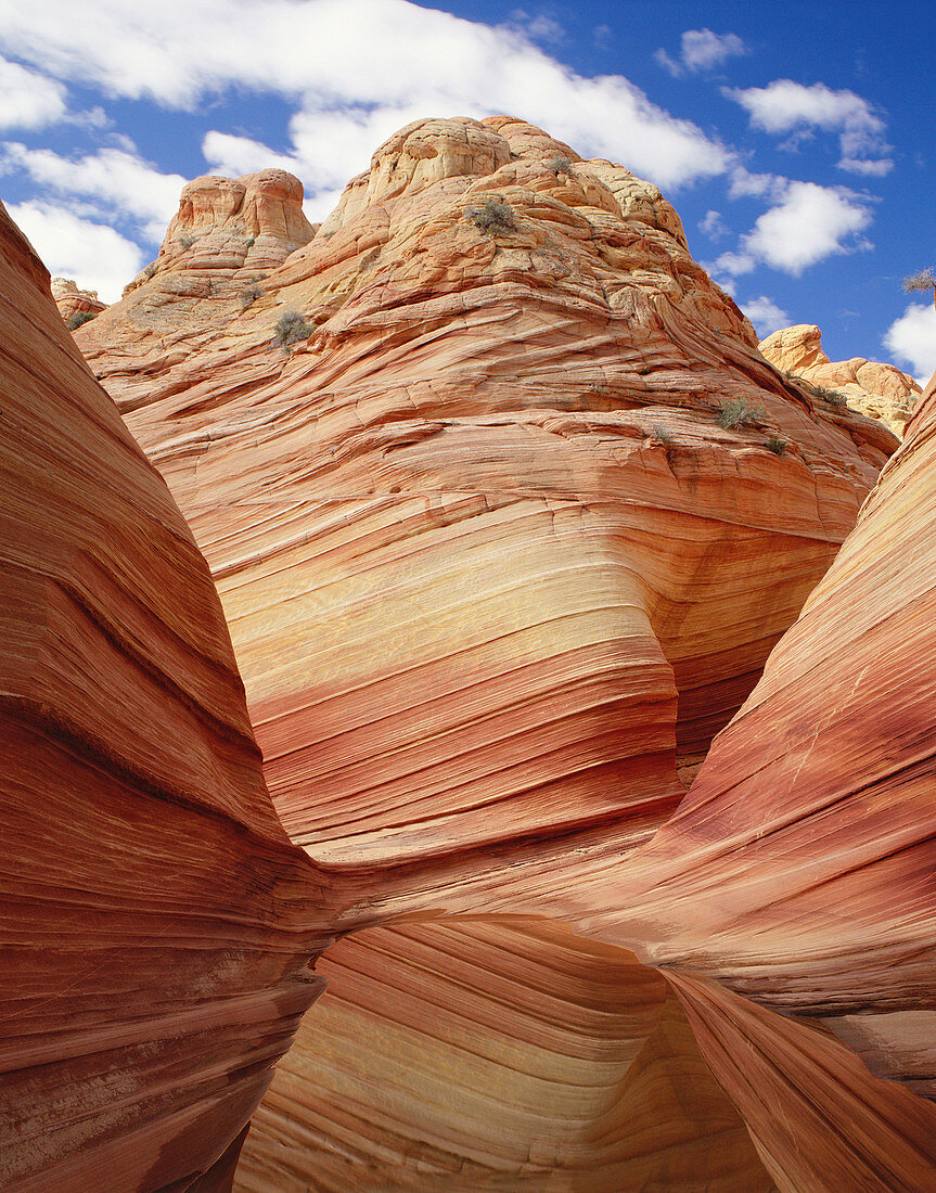 The Wave Navajo sandstone formation and rain water pond reflection, Paria Canyon Vermilion Cliffs Wilderness. Coconino County, Arizona. USA