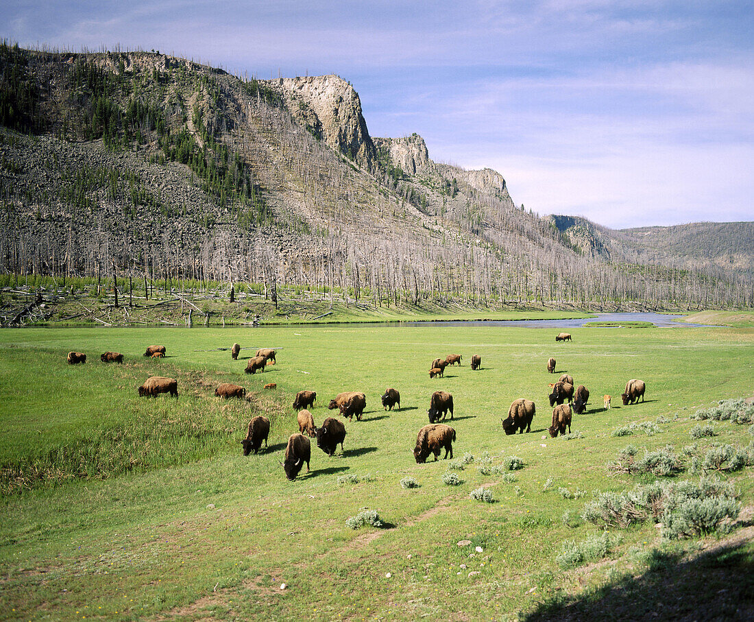Bison graze along the Madison river. Yellowstone National Park. Teton County. Wyoming. USA.