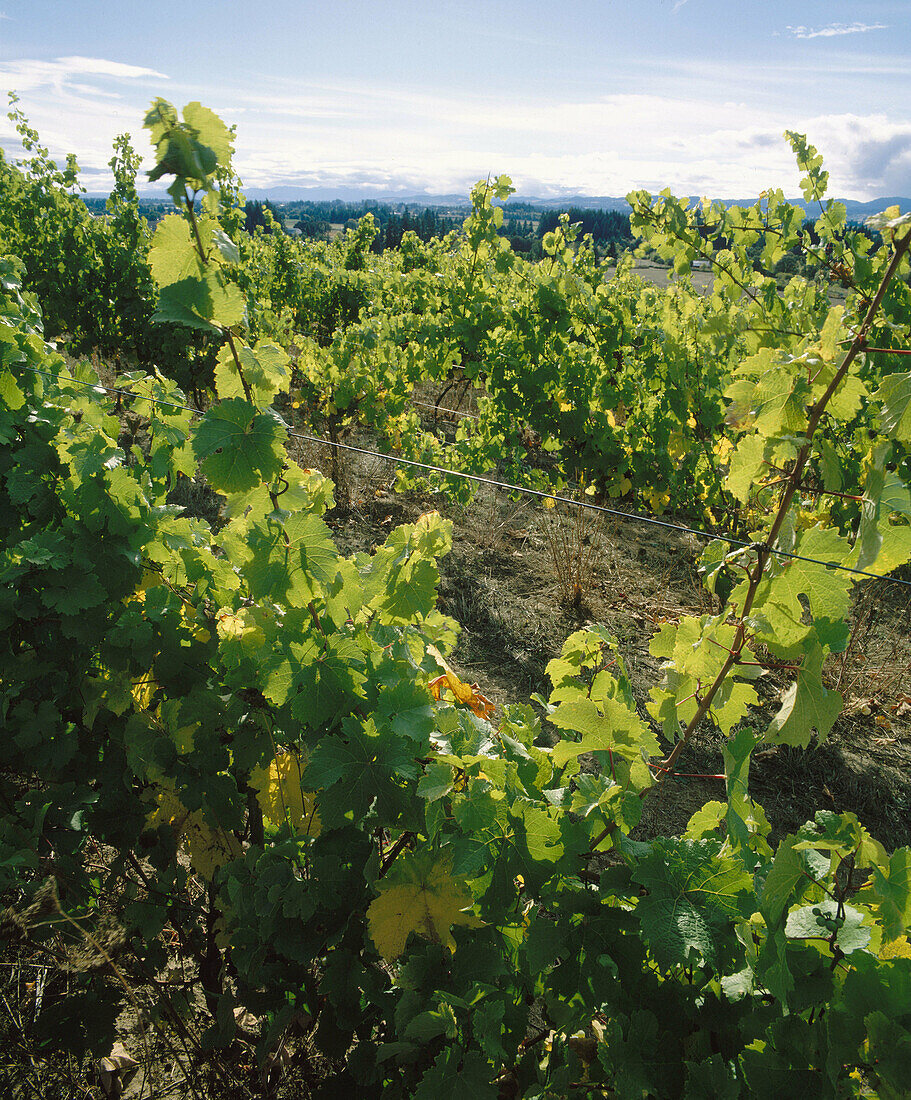 Vineyard in Yamhill Valley. Yamhill County. Oregon. USA.