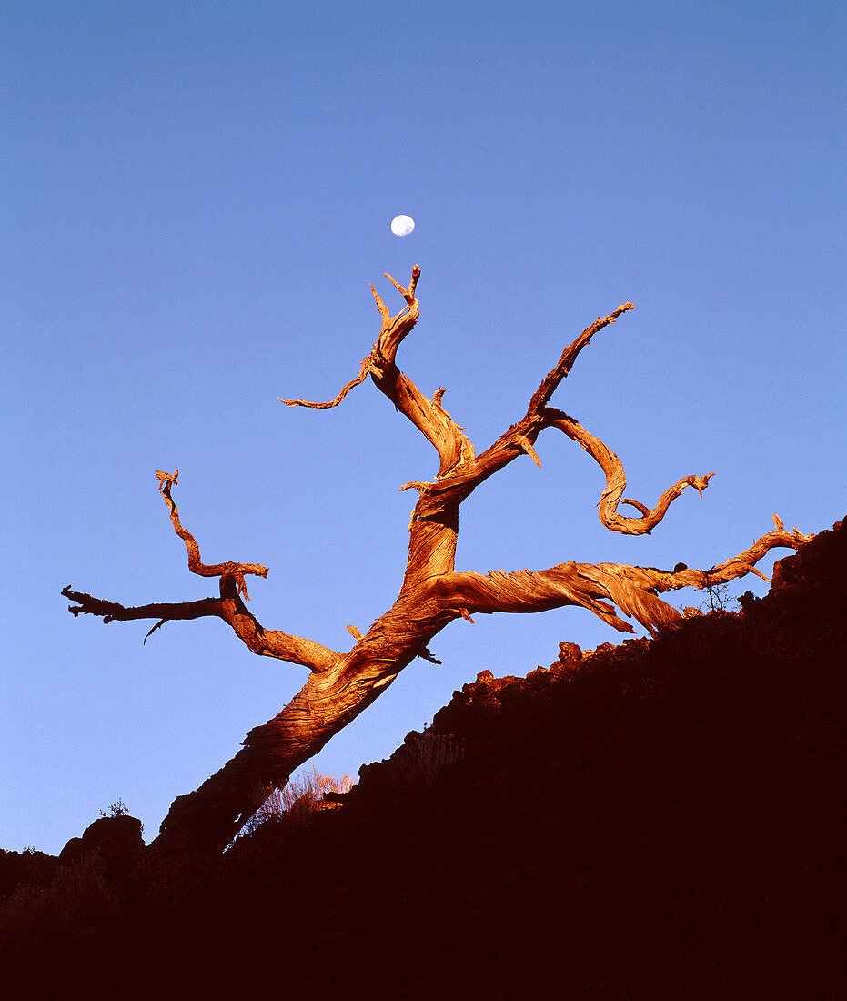 Moon over pine snag, Newberry National Volcanic Monument. Deschutes National Forest, Lane County. Oregon. USA.