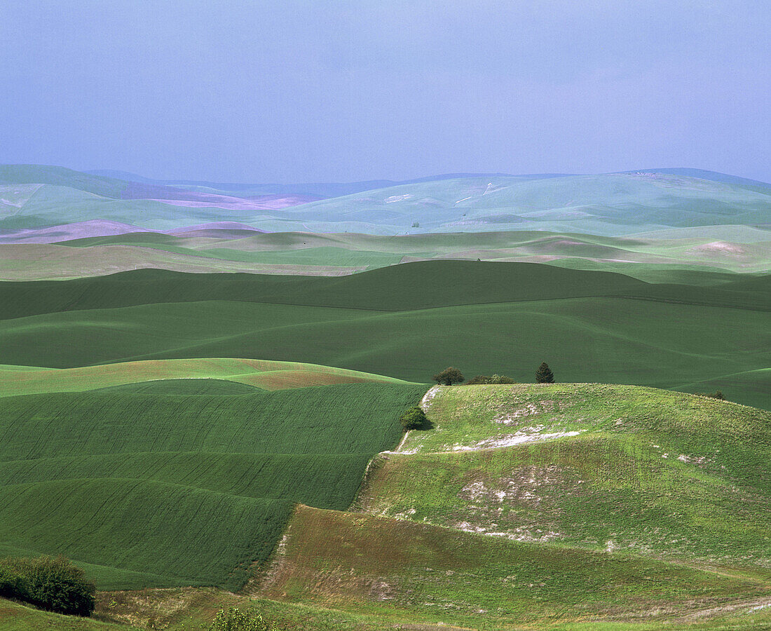 Springtime in the Palouse region, wheat fields from Steptoe Butte. Whitman County, Eastern Washington. USA