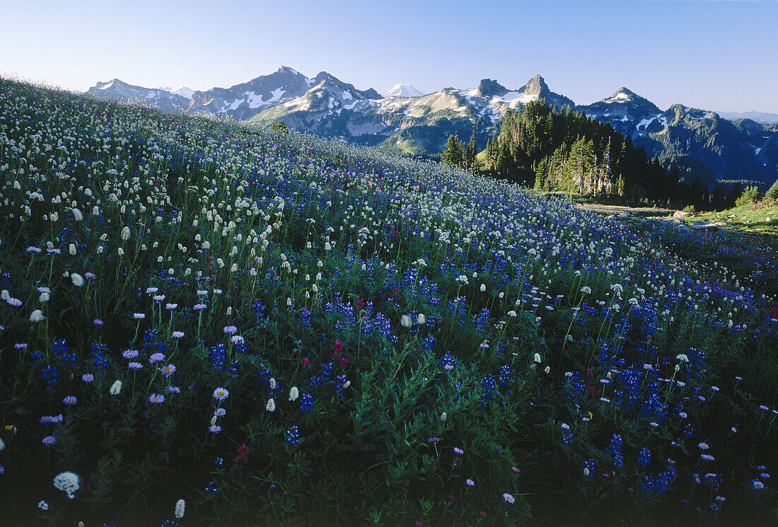Wildflower meadow on Mt. Rainier from Paradise, Tatoosh Range, Mt. Rainier National Park. Washingon. USA