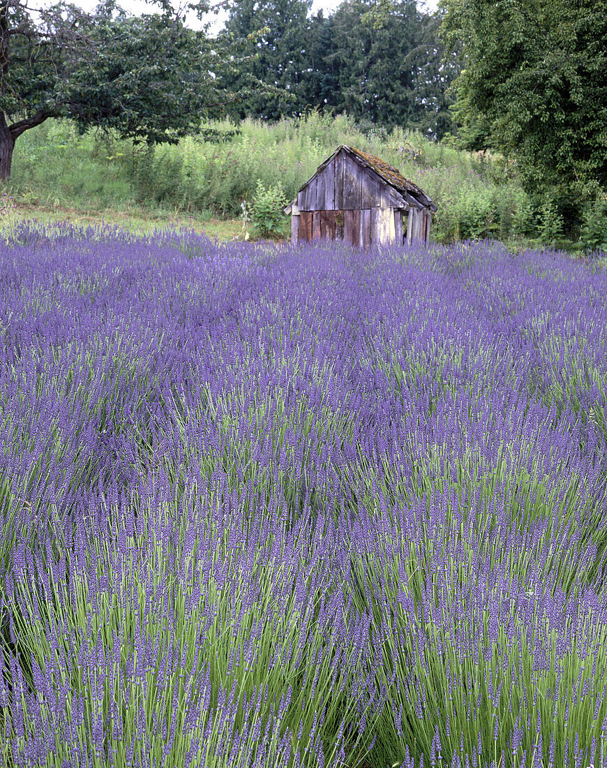 Lavender (Lavandula) field and old garden shed. Sequim. Clallam County. Washington. USA.