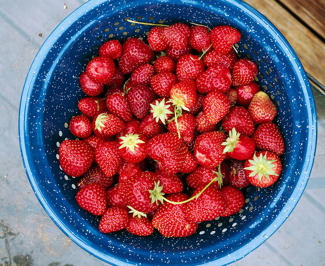 Strawberries in a colander. Anacortes. Skagit County. Washington. USA.