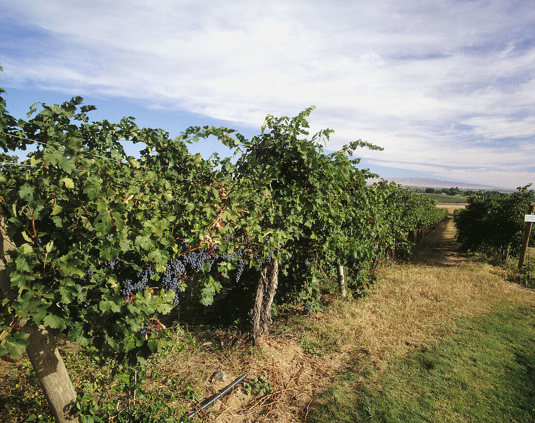 Cabernet Sauvignon vineyard. Prosser, Yakima Valley appellation. Eastern Washington, USA