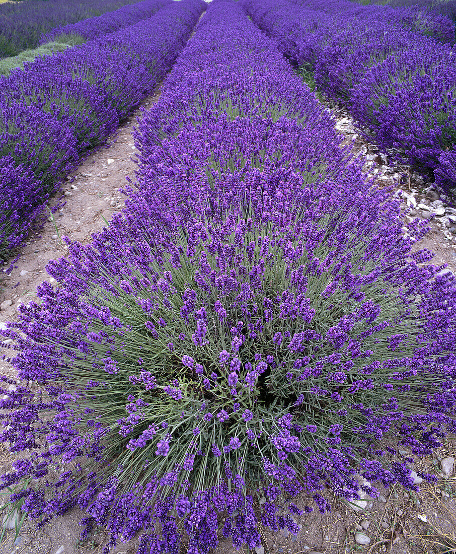 Lavender (Lavandula) field. Sequim. Clallam County. Washington. USA.