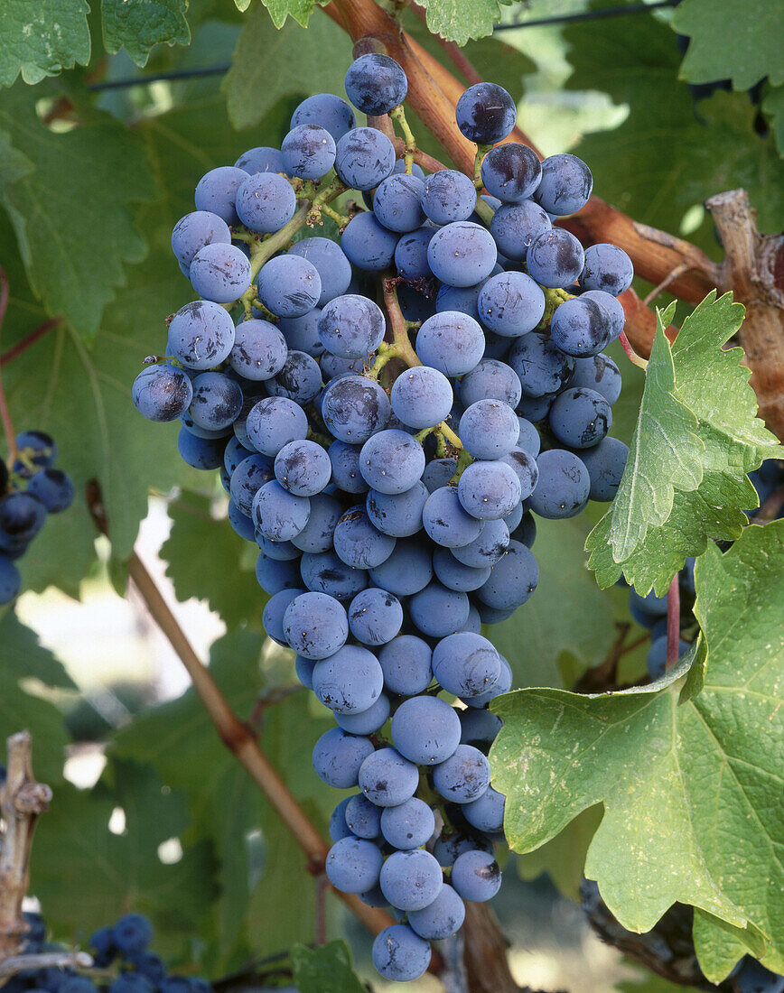 Merlot grapes. Red Mountain appellation, Columbia Valley, Eastern Washington, USA