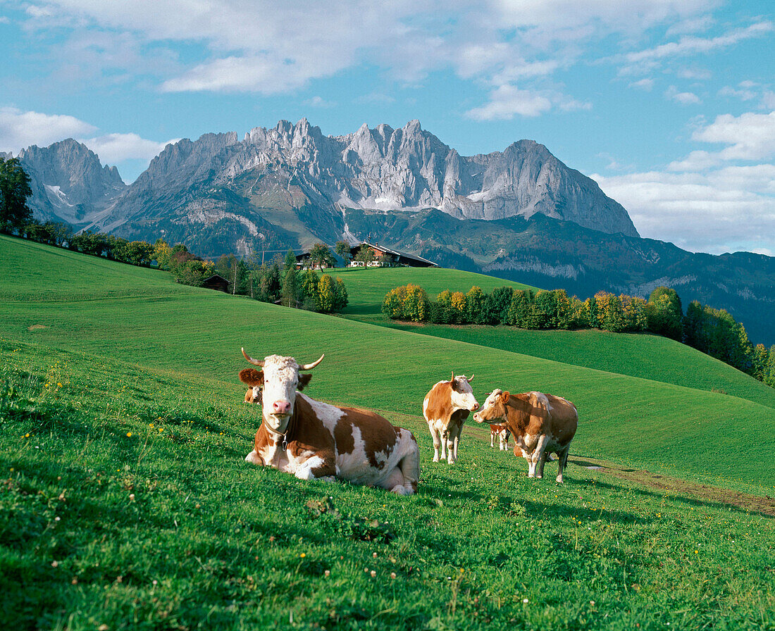  Außen, Bauernhof, Bauernhöfe, Berg, Berge, Farbe, Gebirgskette, Gebirgsketten, Gebirgszug, Grasen, Grossvieh, Horizontal, Kuh, Kühe, Land, Natur, Rinder, Säugetier, Säugetiere, Tageszeit, Tal, Täler, Tier, Tiere, Viehzucht, Wiese, Wiesen, Wirtschaft, K20