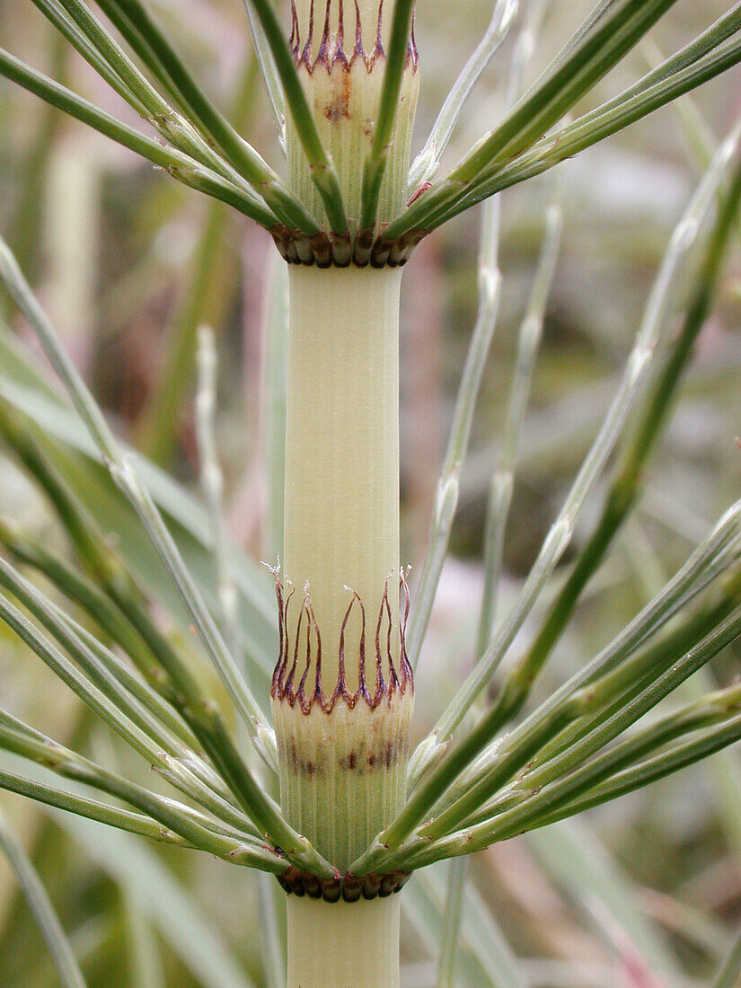 Horsetail (Equisetum sp.)