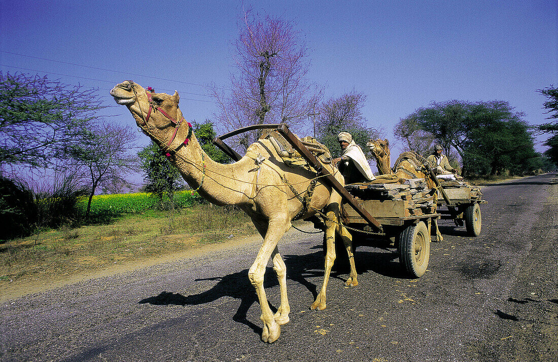 Peasants transporting wood. Rajasthan. India