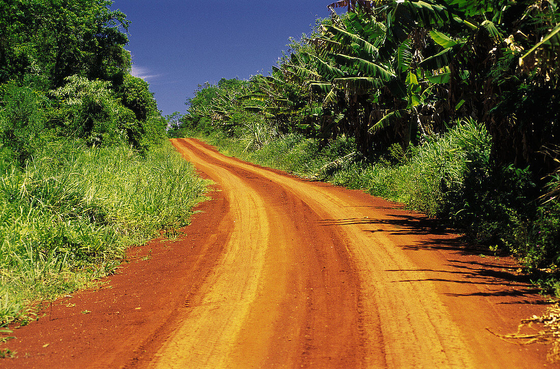 Country road. Misiones province. Argentina