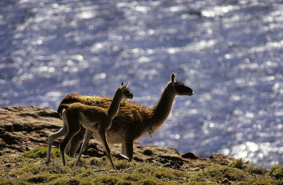 Guanacos (Lama guanicoe). Bahía Camarones. Chubut province. Argentina