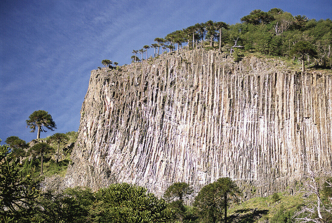 Cliffs and Araucaria trees (tree of the Mapuches), near Lake Aluminé. Neuquén province. Argentina