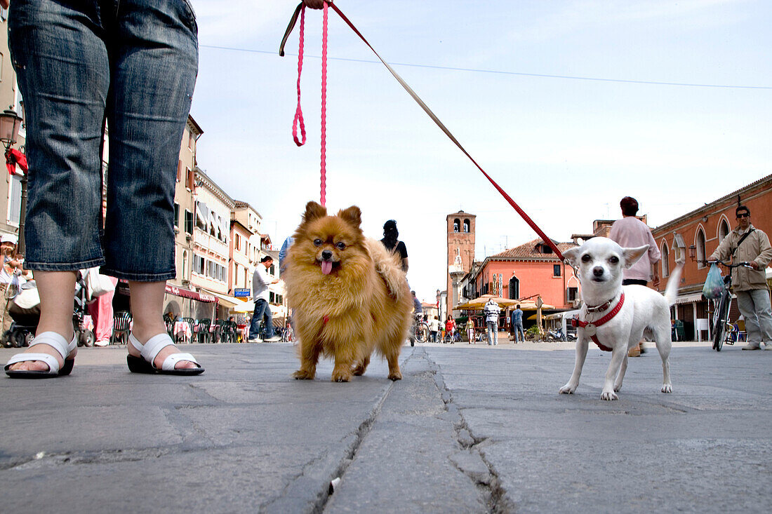 Dogs ona main Street, Corso del Popolo, Chioggia, Venice, Laguna, Veneto, Italy