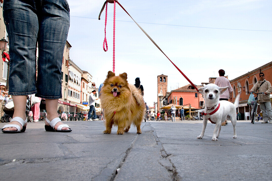 Hunde, Corso del Popolo, Chioggia, Lagune, Venetien, Italien