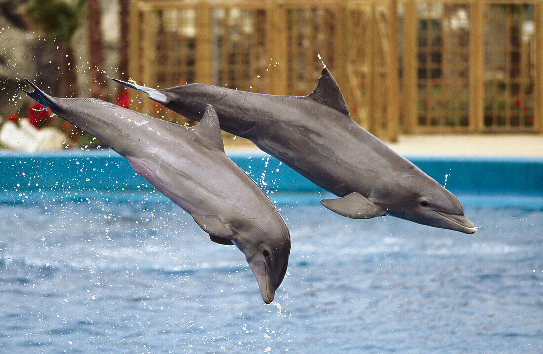 Dolphins at Oceanogràfic, City of Arts and Sciences by Santiago Calatrava. Valencia. Spain