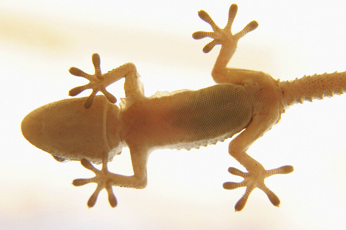 Gecko (Tarentola mauritanica). Soneja. Castellón province, Spain