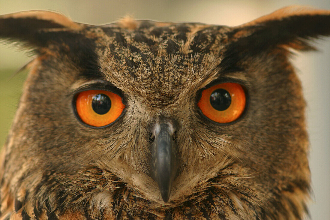 Owl (Bubo bubo), captive