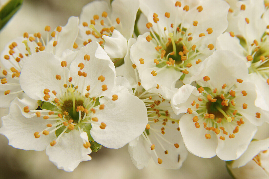 Plum tree flowers