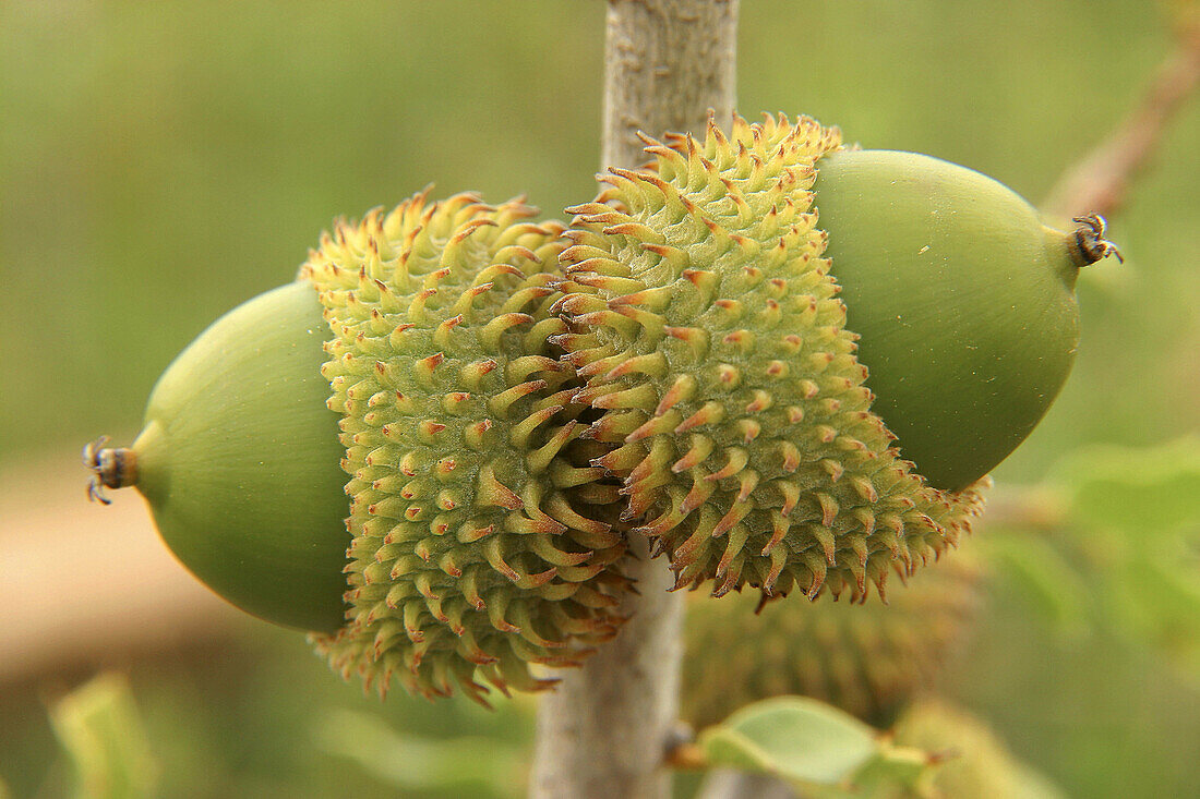 Kermes Oak (Quercus coccifera), acorns