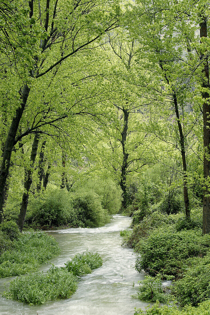 Palancia river with riverside forest with black poplars (Populus nigra). Bejís. Castellon province. Spain.