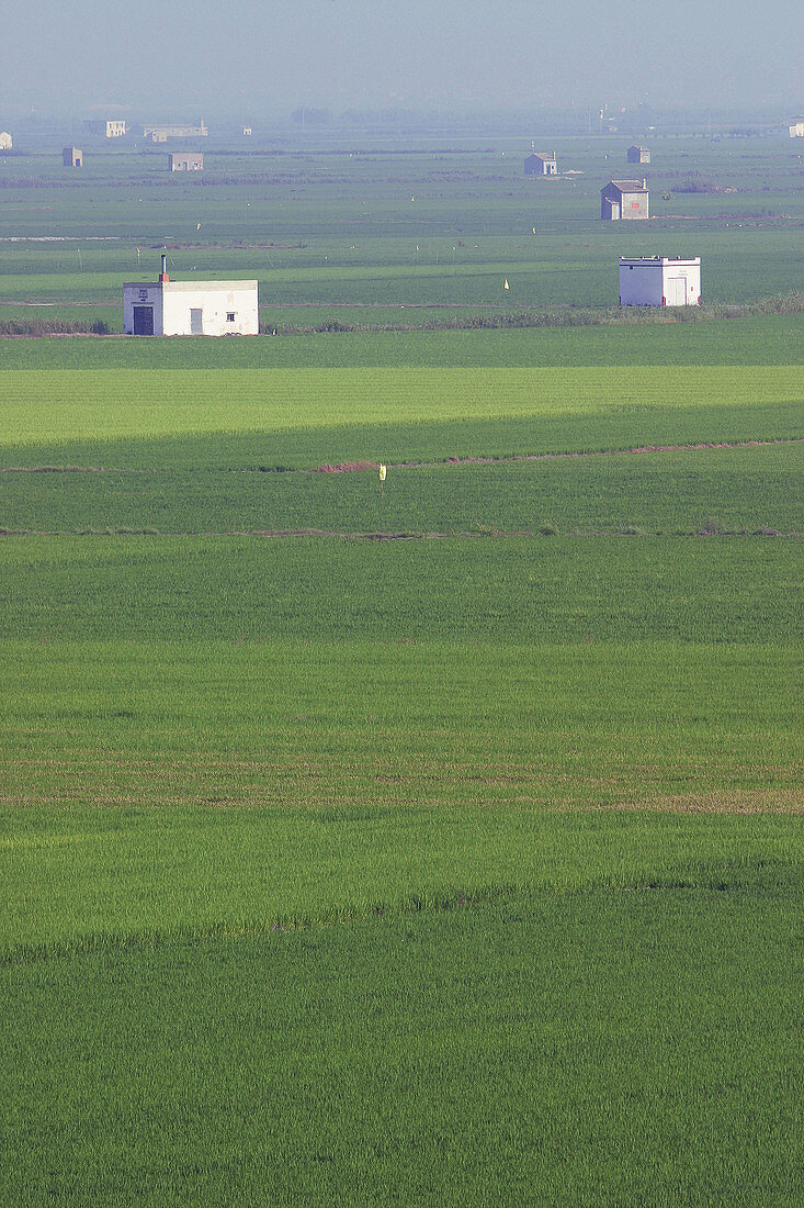 Rice fields seen from Montanyeta dels Sants, Sueca. Valencia province, Comunidad Valenciana, Spain