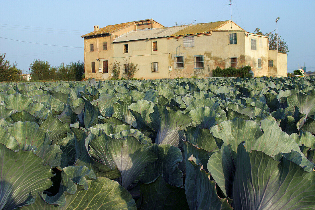 Farmhouse in market garden, Alboraya. Valencia province, Comunidad Valenciana, Spain