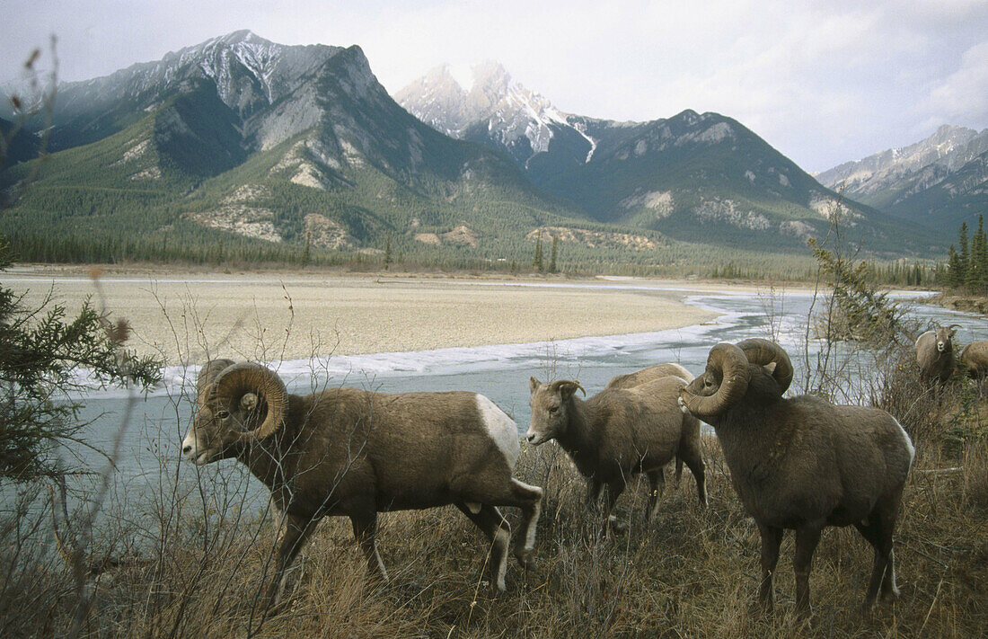 Bighorn Sheep (Ovis canadensis). Jasper National Park. Canadian Rockies, Alberta. Canada