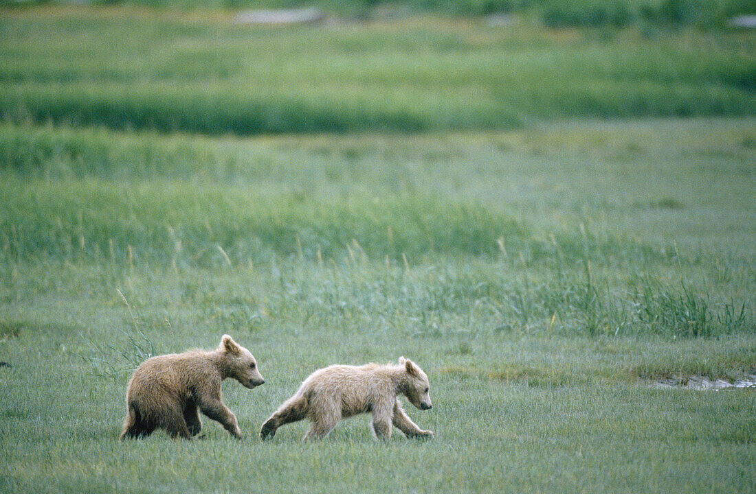 Playing cubs. Brown bears (Ursus arctos). Hallo Bay. Outer Katmai coast. Alaska. USA