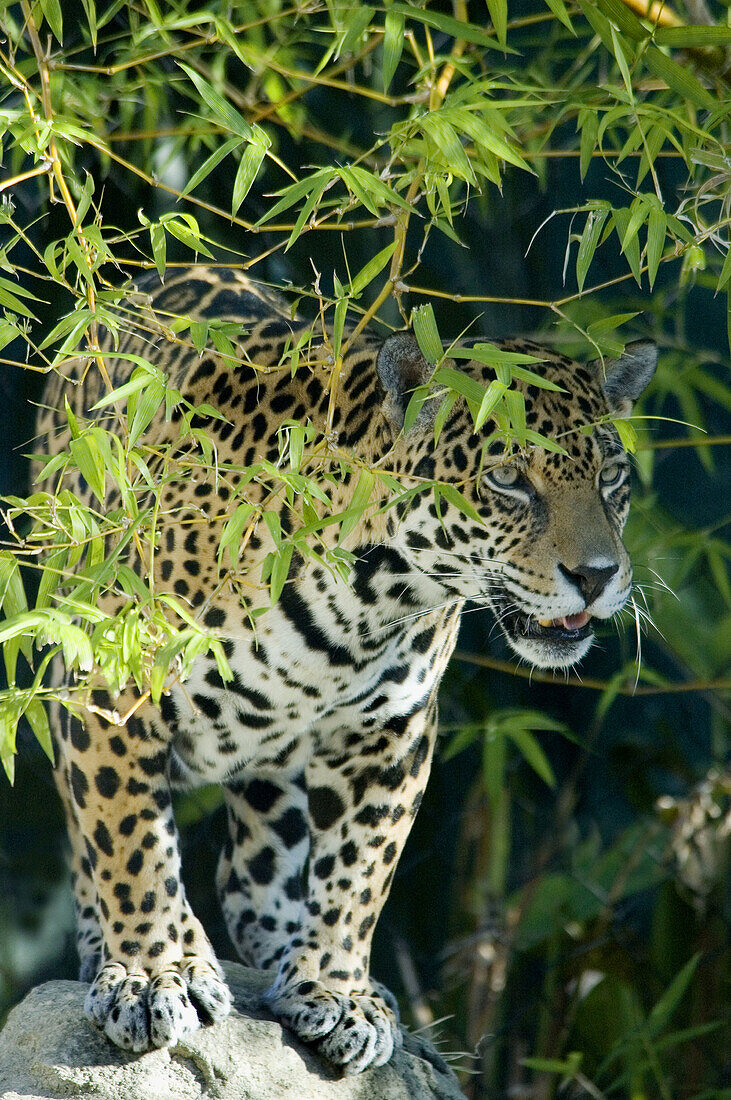 Jaguar