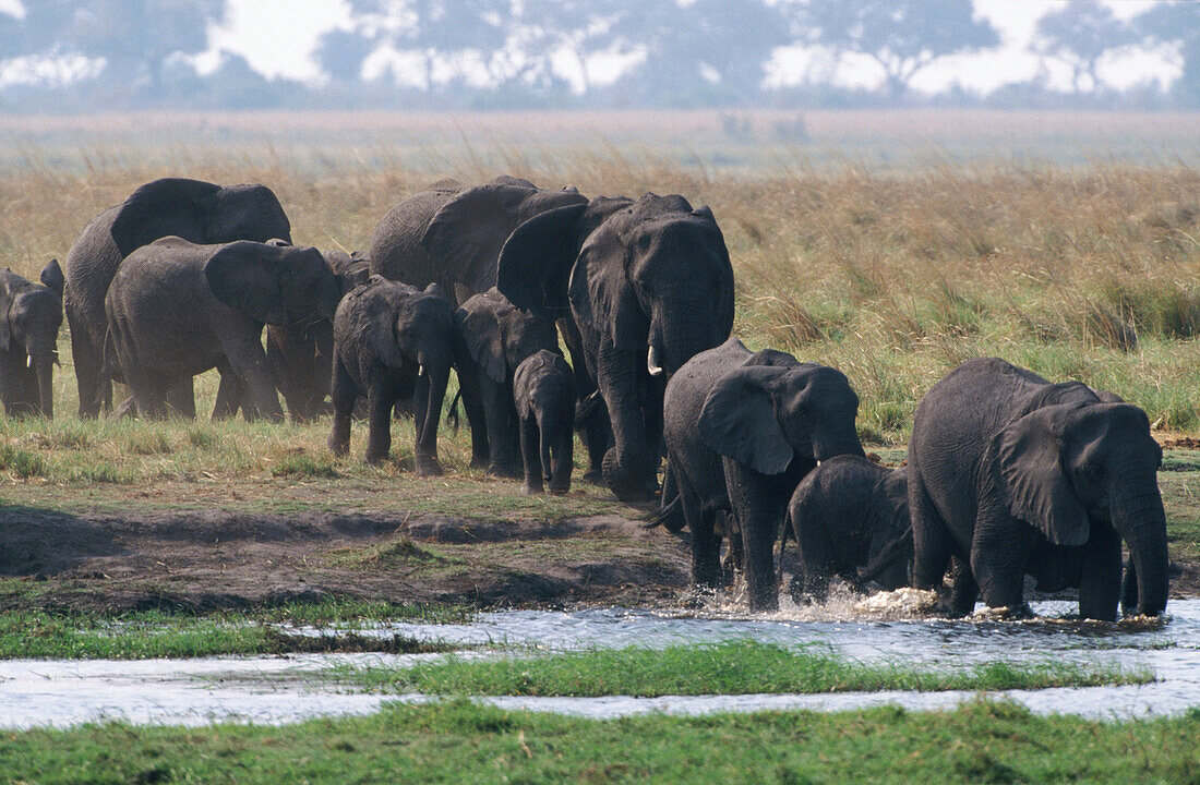 Herd of African Elephants (Loxodonta africana). Chobe National Park. Botswana