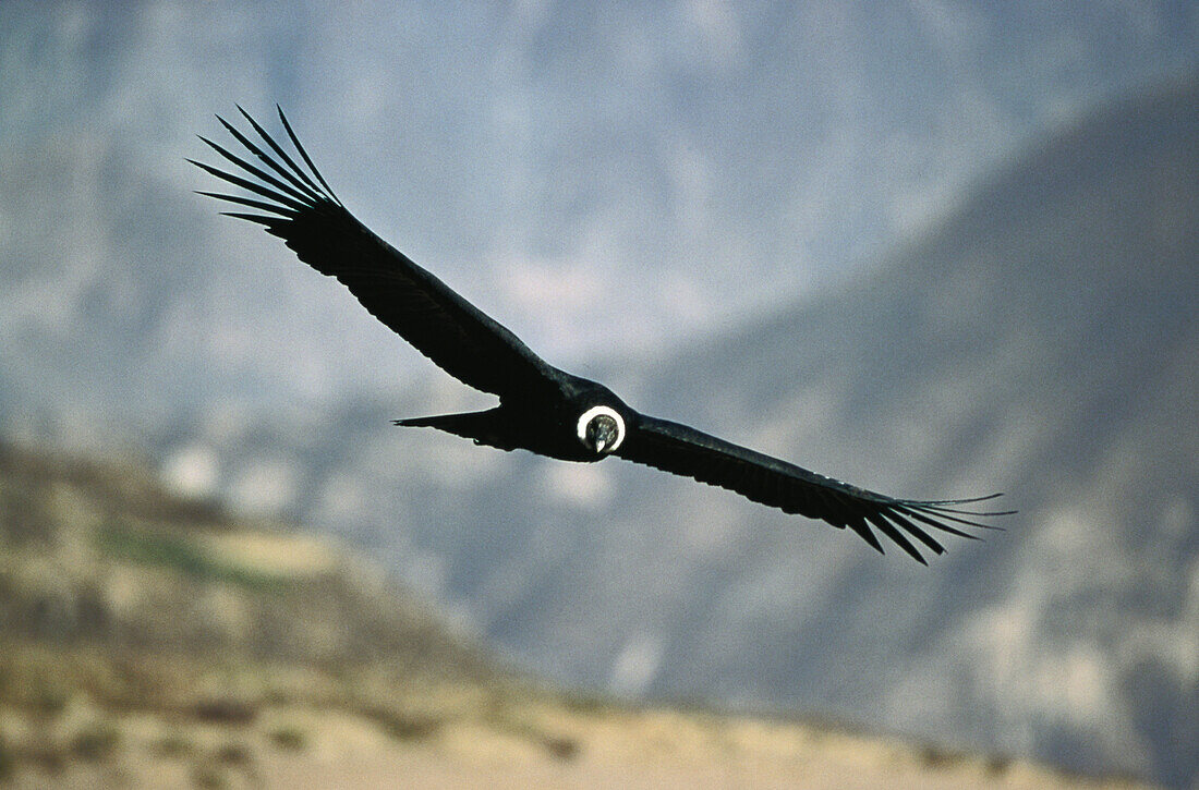 Andean Condor (Vulture gryphus). Colca Canyon. Peru