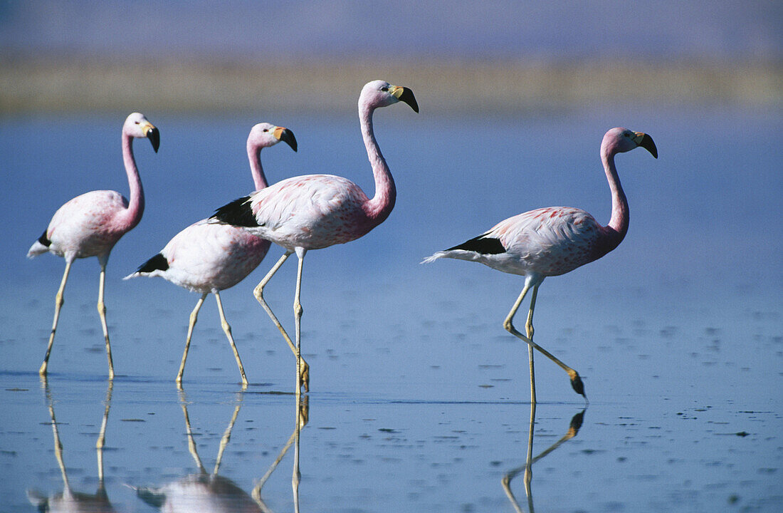 Andean Flamingos (Phoenicopterus andinus). Salar de Atacama. Chile