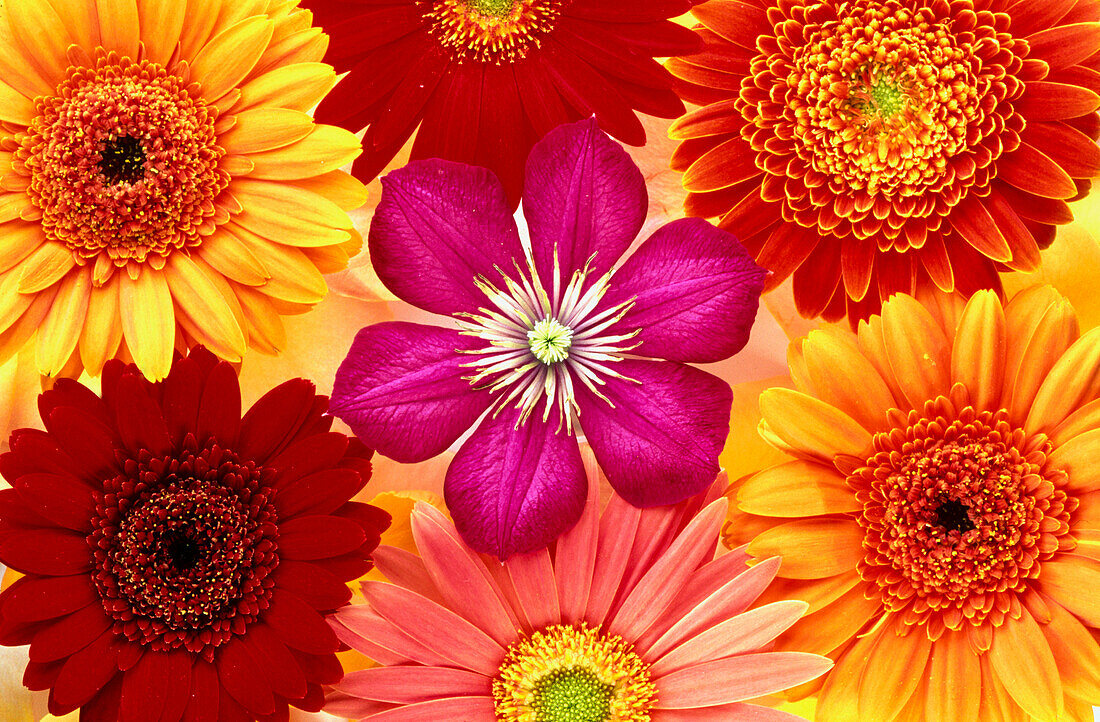 Gerbera and clematis blossoms