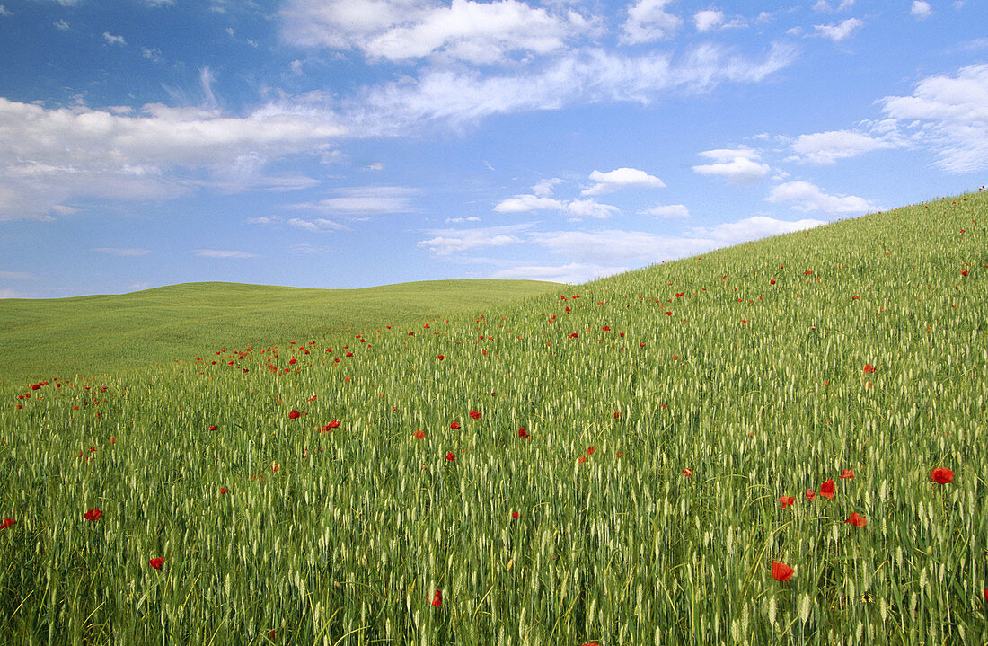 Corn fields and poppies in Val d Orcia. Tuscany. Italy