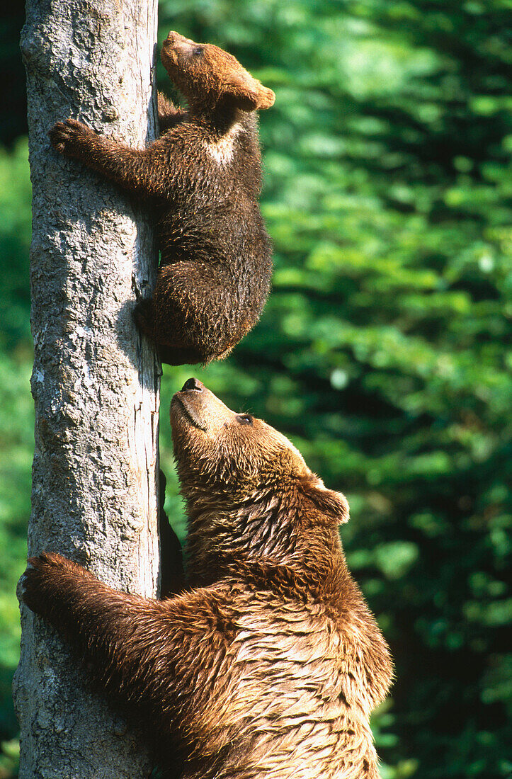 Brown Bear cub and mother (Ursus ursus). Berner Oberland. Alps, Switzerland