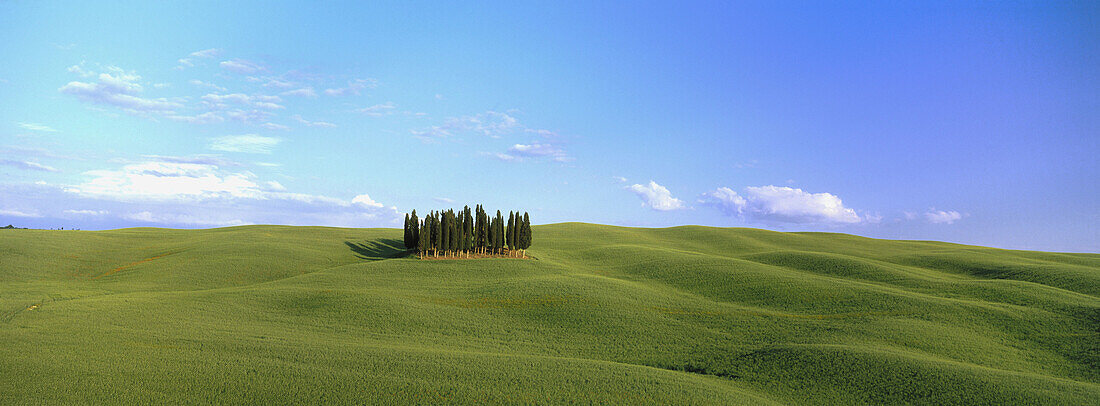 Corn field with cypresses. Val d Orcia, Tuscany. Italy