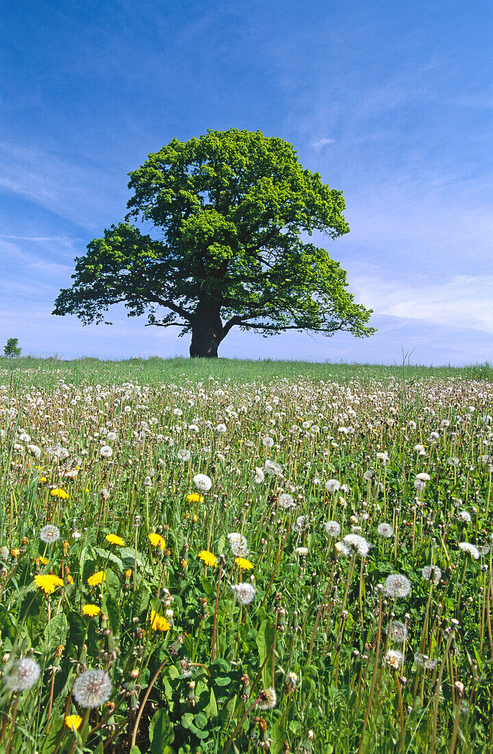 Oak tree in a meadow with dandelions. Germany