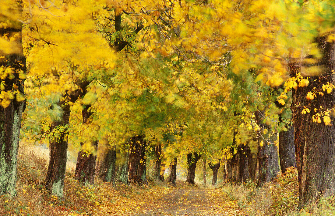 Linden alley. Rugen, Germany