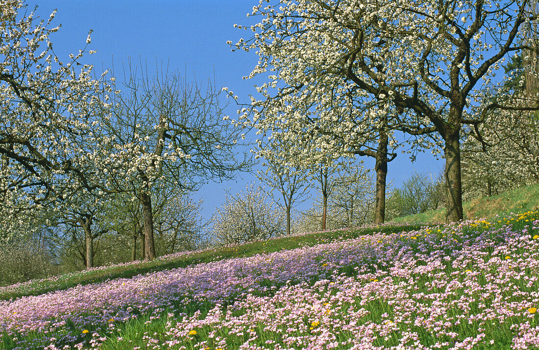 Wild flowers meadow with cherry tree orchard. Germany