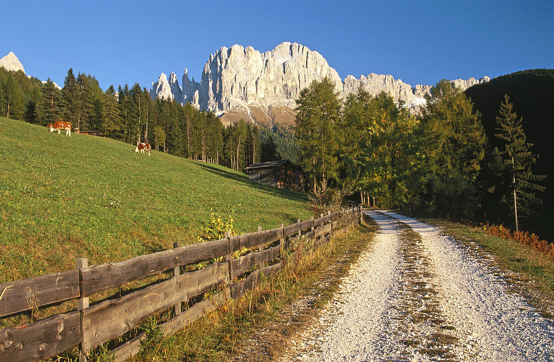 Path with Rosengarten Massif. Dolomites. Alps, Italy