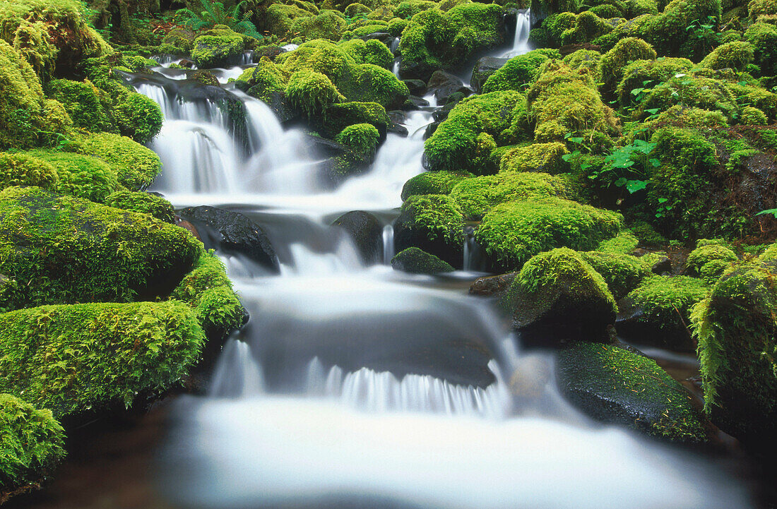 Brook near Sol Duc River. Olympic National Park. Washington, USA