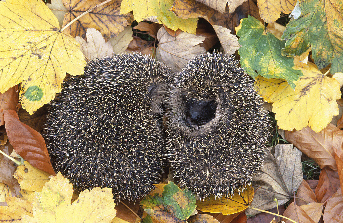 Hedgehog (Erinaceus europaeus), Germany