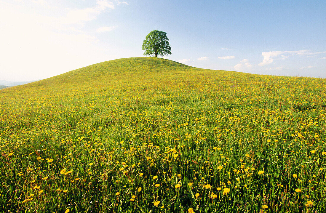 Lime tree in spring. Switzerland.