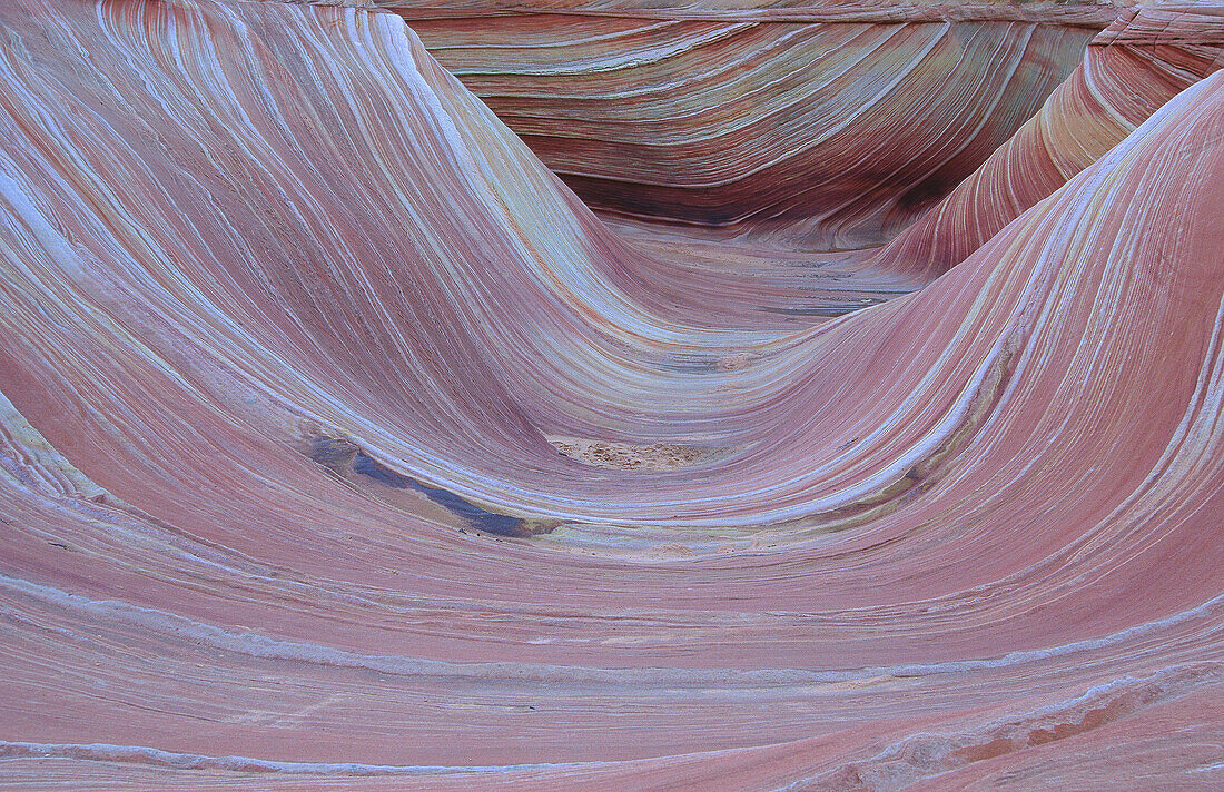 Sandstone formations, The Wave. Paria Canyon Vermilion Cliffs Wilderness Area, Arizona, USA