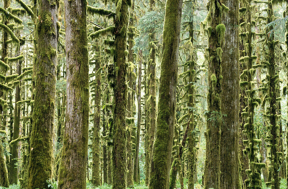 Quinault Rain Forest. Olympic National Park. Washington. USA