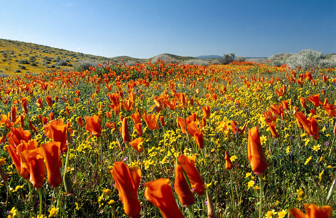 Field of California poppies, Antelope Valley, California, USA